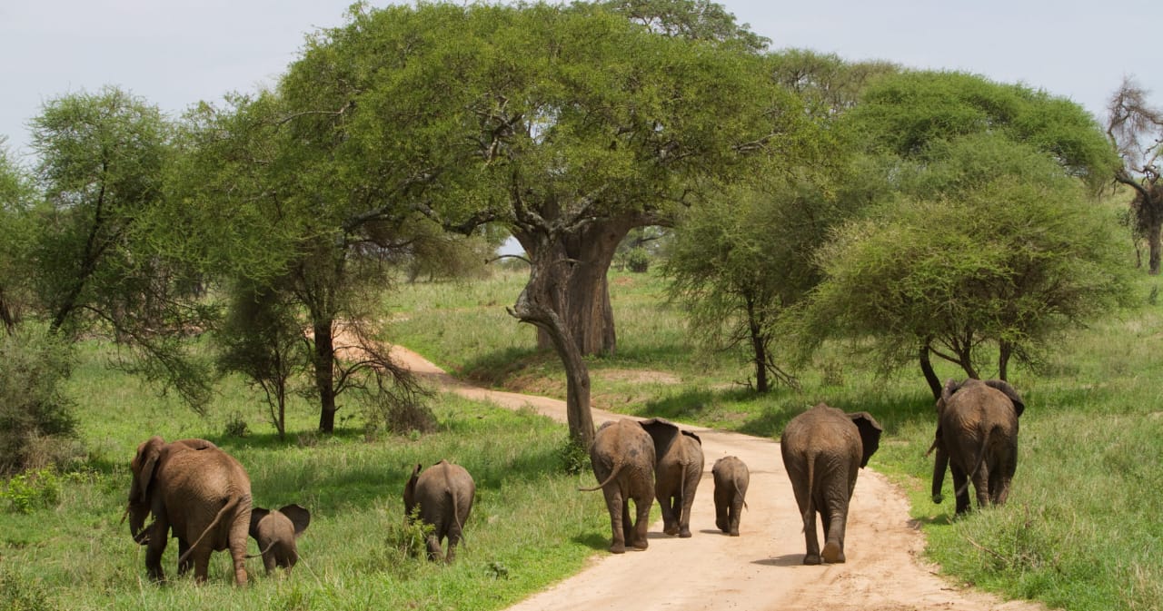 Safari vehicle observing elephants in Mikumi